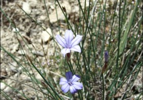 “Aphyllanthes monspeliensis” (Junquillo de flor azul, junquillo falso)